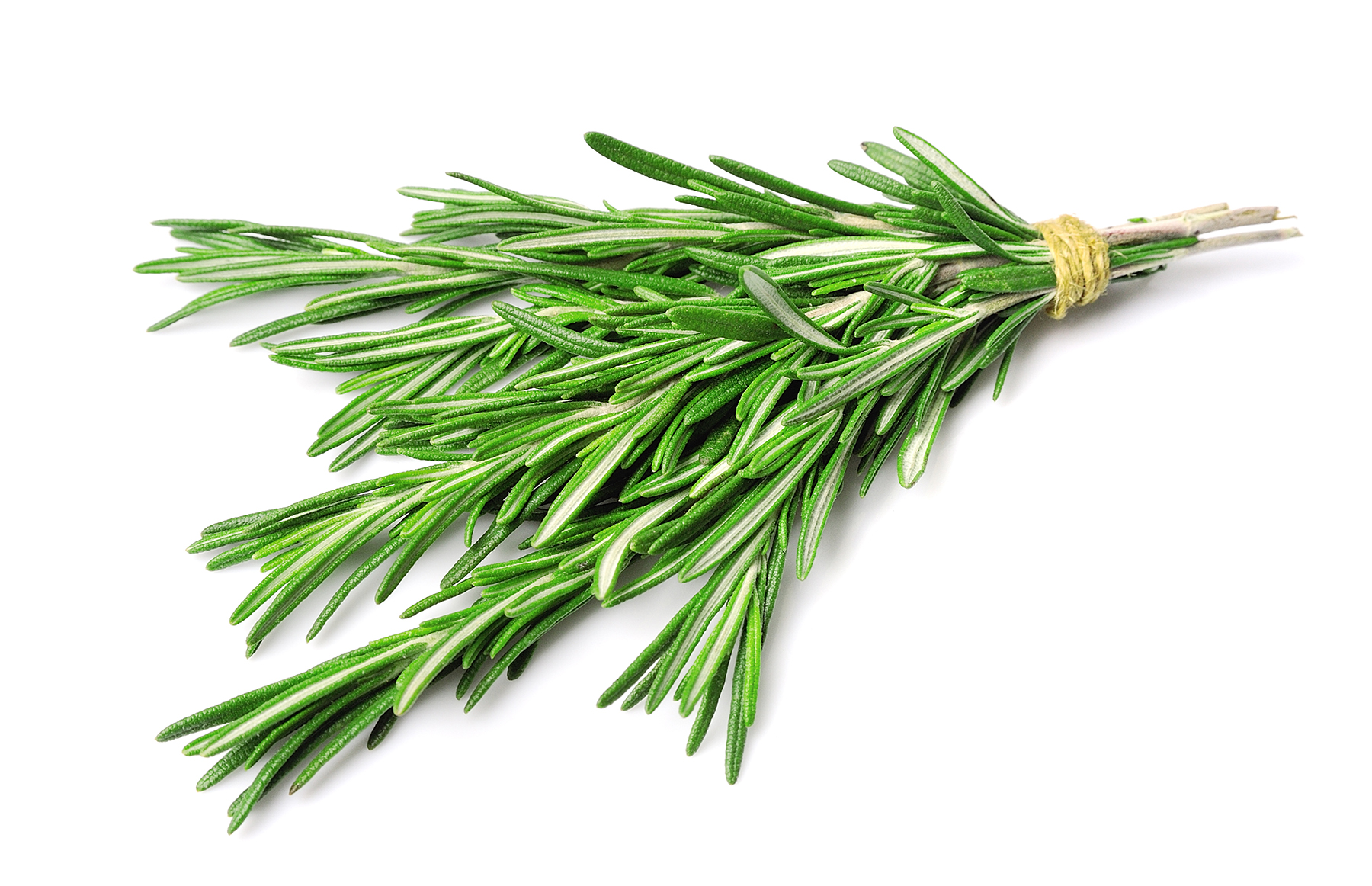 Sprig of rosemary