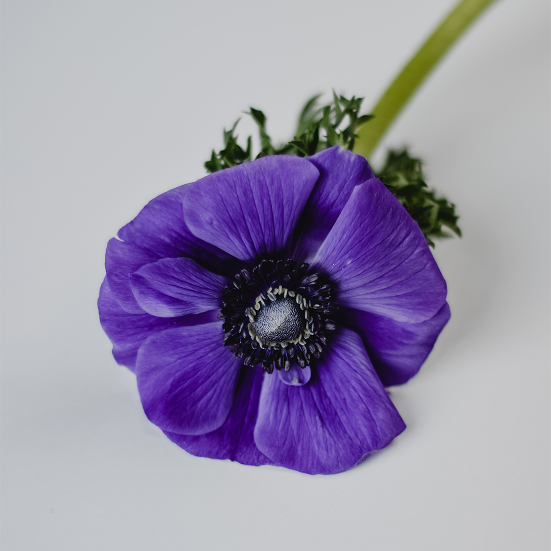 Purple poppies are worn in honour of military animals