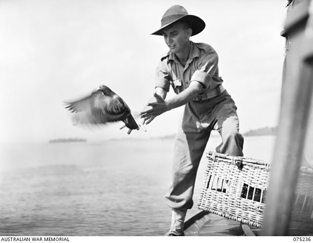 Pigeons used during War