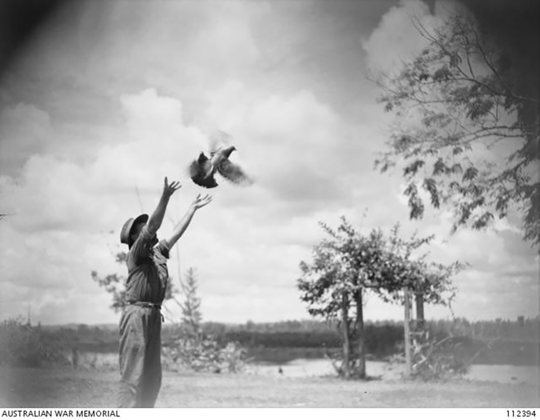 Pigeons used by Australian soldiers during war