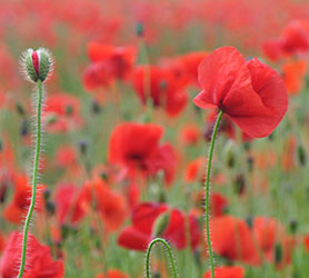 Poppy on Remembrance Day