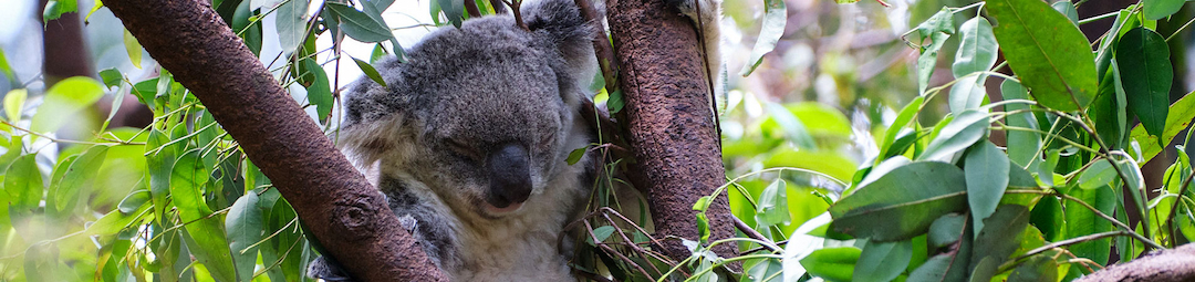 Currumbin Wildlife Sanctuary