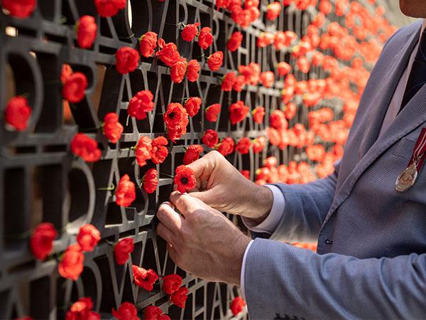 Person adding a red poppy to a poppy wall.