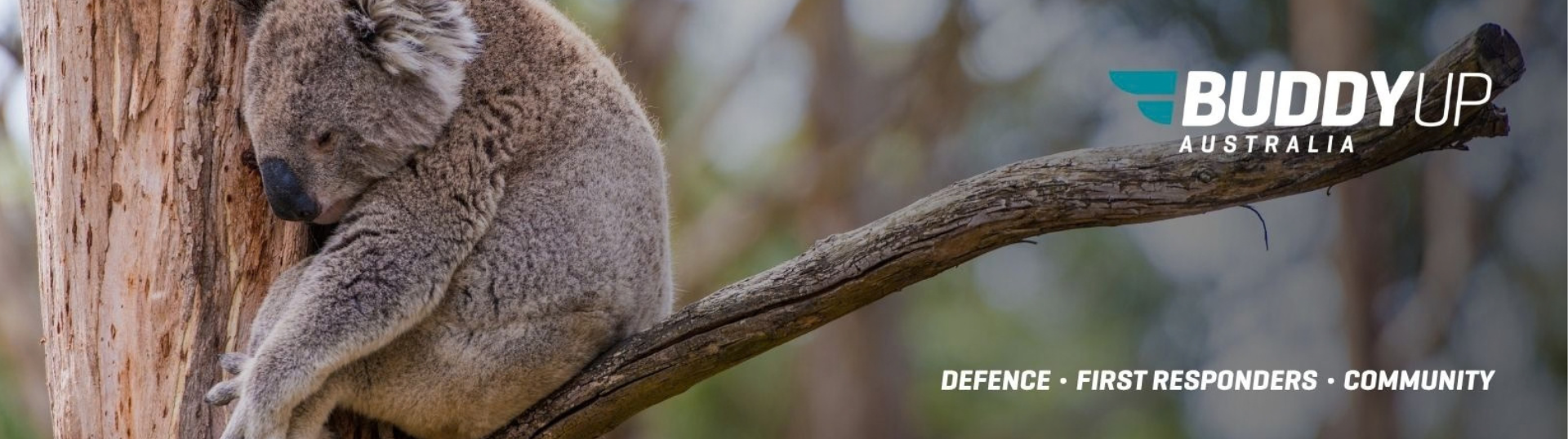 Buddy Up Australia Lone Pine Koala in a tree